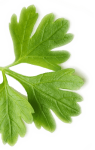 leaf leaf